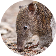 Image of small mammal